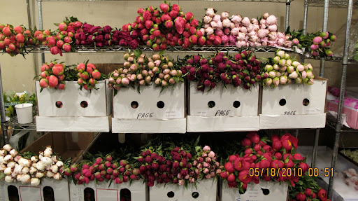 These tight buds of peonies look to me like confetti that has collected on the shelves.