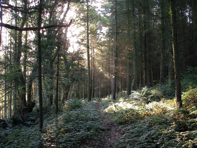 [dappled_sunlit_woodland%255B2%255D.jpg]