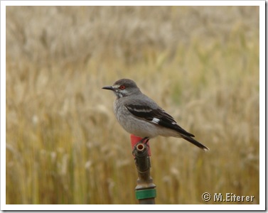 Primvera (Xolmis cinereus). Foto: M. Eiterer