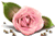 [50x33-rose-TR_thumb%255B5%255D.gif]