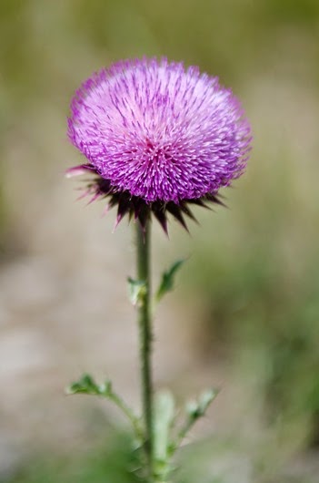 [Spruce%2520Mountain-21%255B7%255D.jpg]