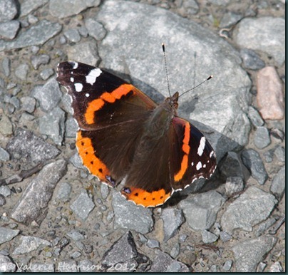 red-admiral red-admiral