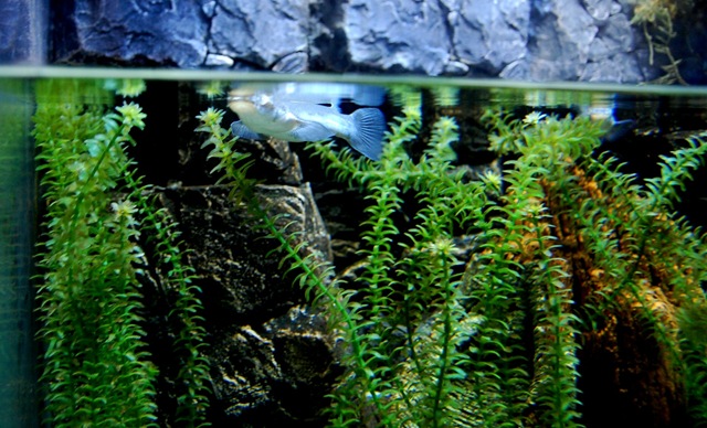 [aquarium6%255B2%255D.jpg]