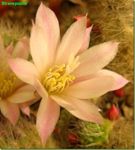 Rebutia albiflora Sin Aylostera albiflora fiore foto Rebutia albiflora Sin Aylostera albiflora fiore foto