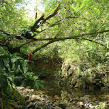 Road to Hana: Through the Trees