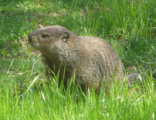 Mary the Groundhog in the yard, April 21, 2013