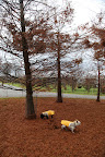 Look, Sharkey!  The ground is covered in bronze feathery foliage from these trees!  I'm confused - aren't all conifers evergreens?  Evergreens are supposed to retain their needles and color all year round.