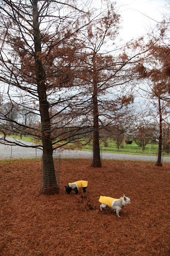 Look, Sharkey!  The ground is covered in bronze feathery foliage from these trees!  I'm confused - aren't all conifers evergreens?  Evergreens are supposed to retain their needles and color all year round.