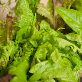 SFP_PHS_2011_012.JPG