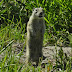 Beldings.ground.squirrel.dscn1833