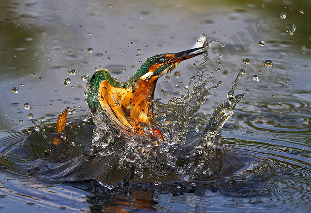 2N_Marjan_Cigoj_Pa te imam.jpg