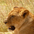 Löwenportrait, Ngorongorokrater © Foto: Ulrike Pârvu | Outback Africa Erlebnisreisen