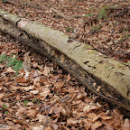 singold-bote_waldlehrpfad-schwabegg_041.jpg