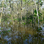 Flooded forest #2