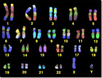 Human_Chromosomes Human_Chromosomes