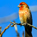 House Finch