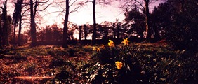 Daffodils-2---XPRO