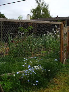 Sometimes you just have to build a fence. The vegetable garden is prime digging habitat with sensitive plants. Homely fence and gate constructed of freecycled wood and chicken wire