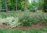 2014 április 26 Kámoni arborétum Cornus stolonifera és Cornus alba fehér som.jpg