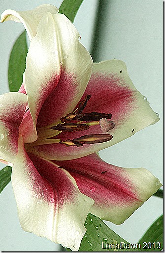 Lily_Garden_Pleasure3 Lily_Garden_Pleasure3