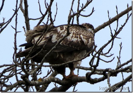 Second Year Bald Eagle