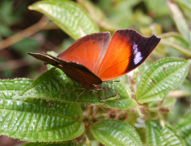 Salamis anteva WARD, 1870. Parc National de Mantadia-Andasibe (Madagascar), 29 décembre 2013. Photo : T. Laugier