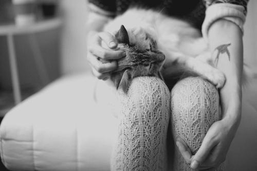 [They-love-cats--8_large%255B3%255D.jpg]