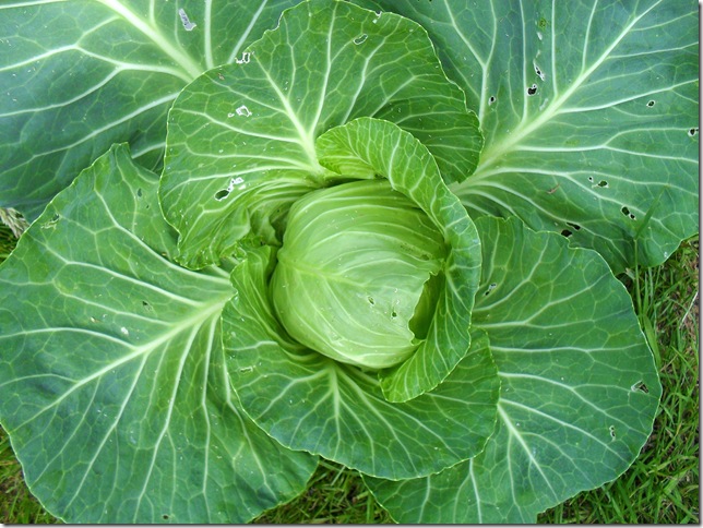 summer cabbage