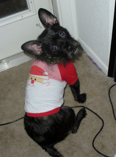Jackie T. says this is Bowzer's favorite Christmas shirt.