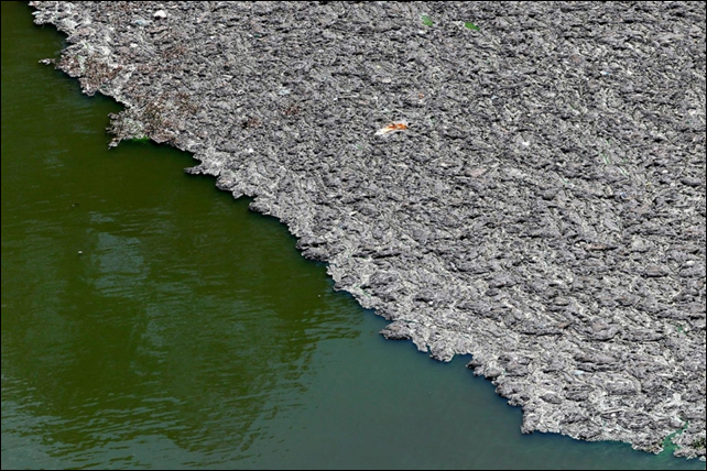 Trash floats on top of the polluted water in Billings reservoir, the largest reservoir in S&atilde;o Paulo, Brazil, which, despite its filth, supplies 1.6 million people with water. The state government wants to make the water adequate for human consumption, adding to the complexity of securing safe water supply during the drought. Photo: Paulo Whitaker / Reuters