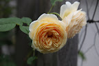 And there are gorgeous and fragrant climbing roses along the fence.