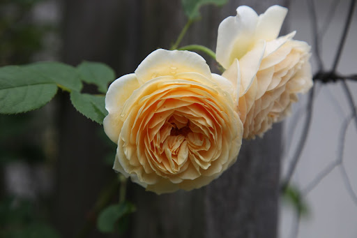 And there are gorgeous and fragrant climbing roses along the fence.