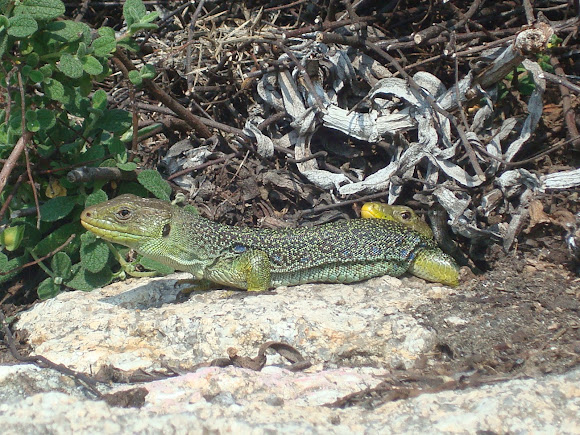 Spotting Image 1