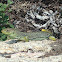 Lagarto Ocelado