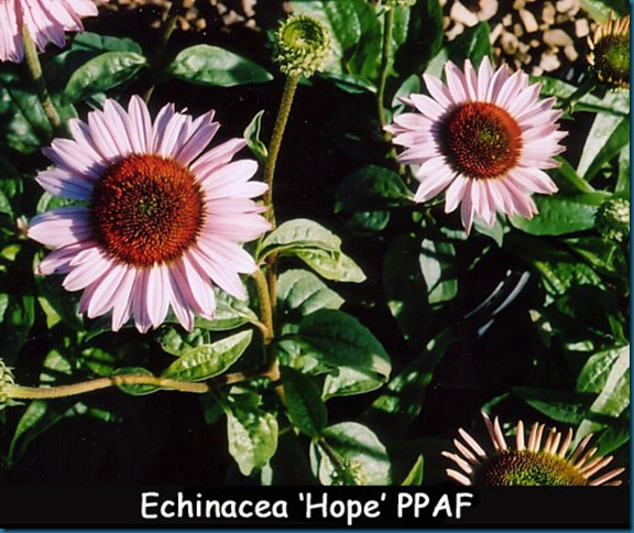 Echinacea 'Hope'