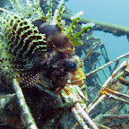 Lionfish (Secret Bay, North Bali)