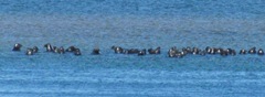 Seals in Chatham3. 8.3.2013