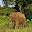 ELEFANT SRI LANKA
