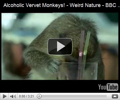 Vervet Monkeys Alcohol