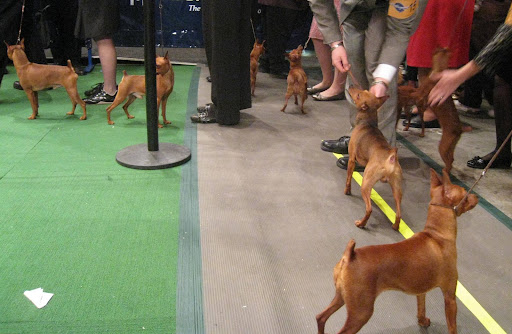 Miniature Pinschers