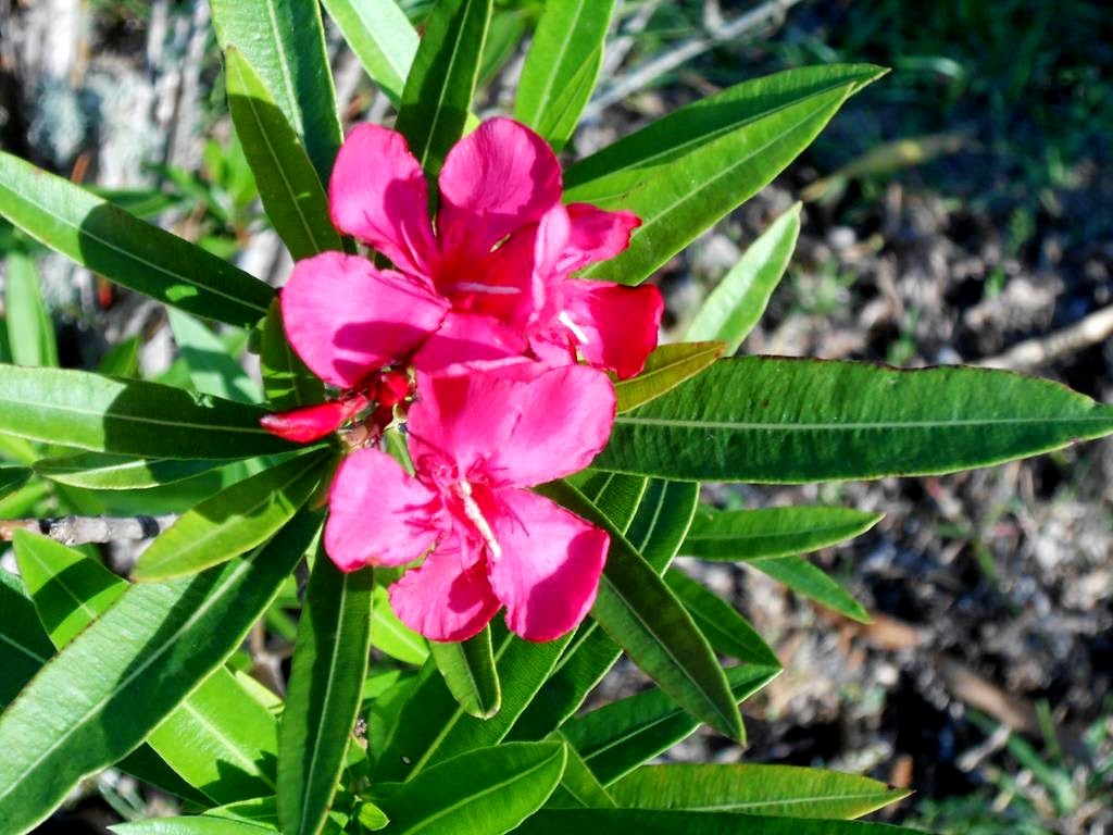 [1405608-May-18-Our-Oleander-From-Ann%255B2%255D.jpg]