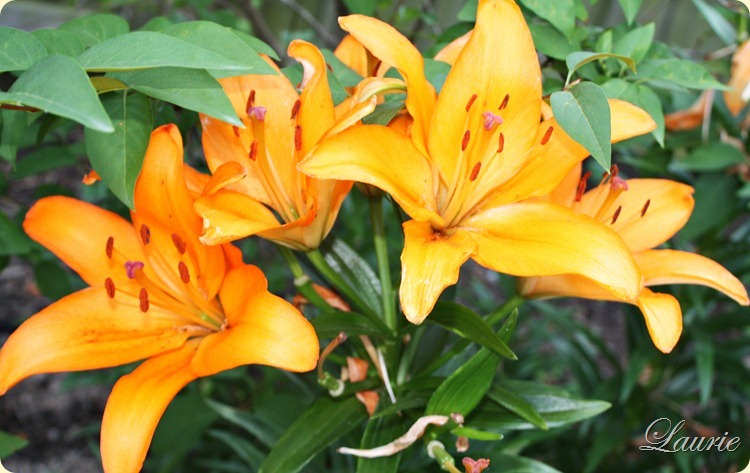 day lillies