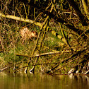 Muntjac