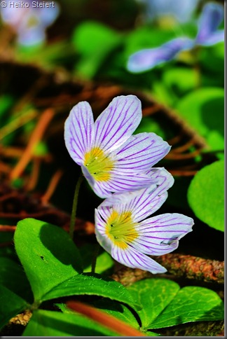 DSC_5294 DSC_5294