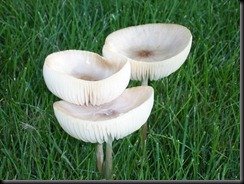 Mushroom Cups 1