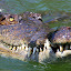 A Face Only A Mama Croc Could Love - Port Douglas, Australia