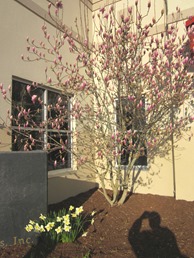 tulip magnolia (16) tulip magnolia (16)