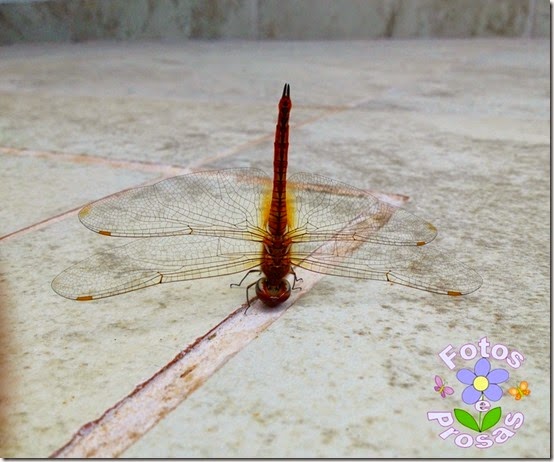 libélula