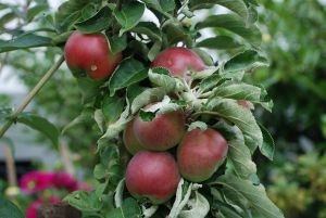 [apples%255B3%255D.jpg]