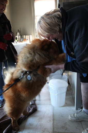 It's my pal, Karen Tracy, who's here to pick me up for another dog show!  Oh, I missed you too, Karen!